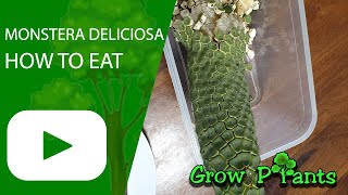 How to EAT Monstera deliciosa (Delicious fruits)