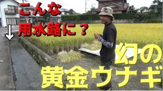 YouTube動画 【衝撃】用水路で幻の黄金ウナギが獲れた!