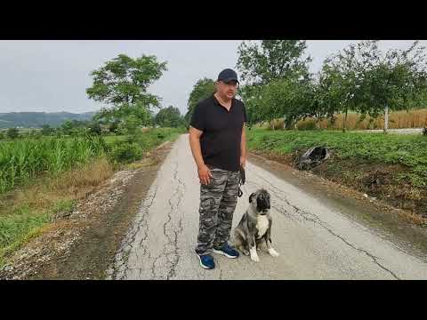 Šarplaninci 9. radni dan (2023)