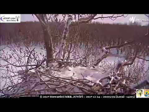 Merry Christmas flyby at Trio nest -