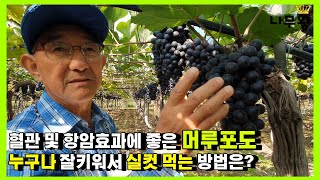 초보자도 잘 키워서 머루포도 실컷 먹는 방법은??