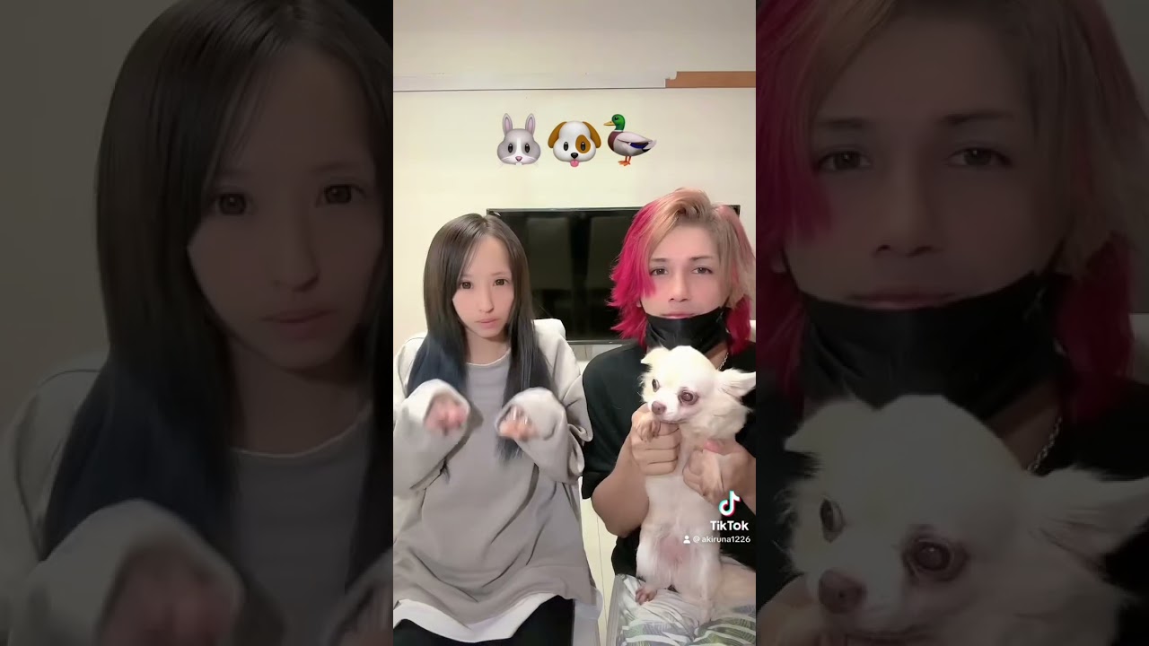 ふわもこペット！mofu animals TikTok🐰 #animal #shorts