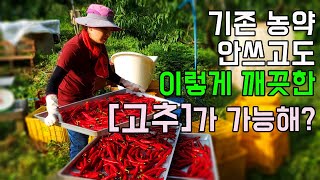 드디어 고추첫물 수확! 저농약으로 키운고추 나만의 고추건조방법