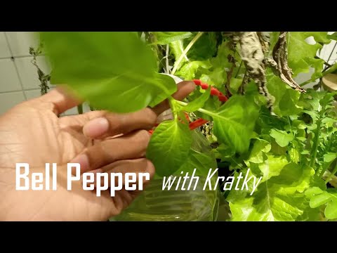 Growing Pepper Plants from Store Bought Peppers with Hydroponics Kratky