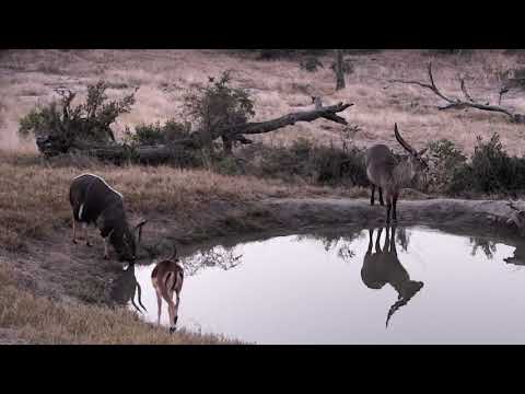 Djuma: Waterbuck, Nyala and Impala rams all together at pan - 17:21 - 06/28/18