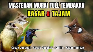 Download lagu Masteran FULL Tembakan KASAR dan Tajam Kapas Tembak, Cililin, Cucak Jenggot, Cucak Cungkok mp3