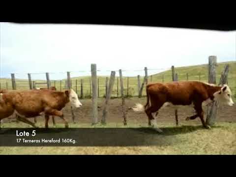 Lote 17 Terneras Hereford 160kg -  en Establecimiento las Delicias - Paraje la Bolsa, ruta 30 km 176. entra al sur 8 km.