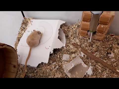 29 20200618nach dem Seitentausch