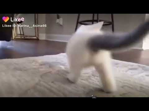 котенок танцует жопой