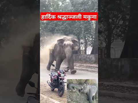 Forest elephant Makuna is dead by gun #chitwannationalpark #elephant #shibuchhetri #chitwan #mukuna