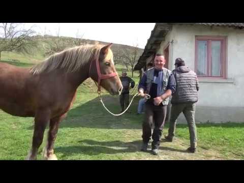 In vizita la Ionut de la Valenii Lapusului, Maramures - 2019
