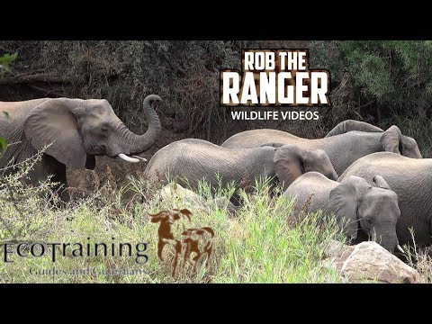 African Elephant Encounter On Foot | @EcoTrainingTrails
