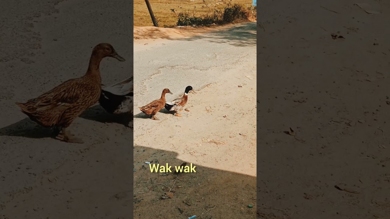Desi Duck  🦆 (wak-wak) #shorts #viral #trending #amazing