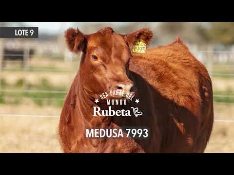 RUBETA MEDUSA 7993 - LOTE 9