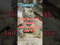 Tuatara:  Dinosaur Era's Last Witness