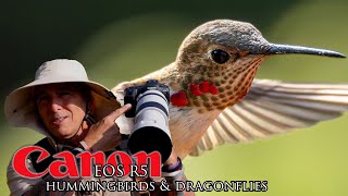 Hummingbirds & dragonflies in flight! The original Canon R5 and RF 100-500mm f/4.5-7.1 L IS USM Lens