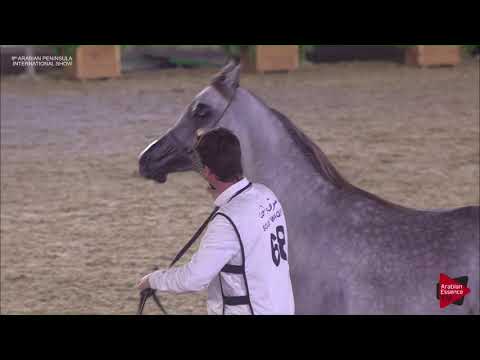 N.68 TEEB AL FAHED - 2019 Qatar Int. Peninsula show - Fillies 3 years old (Class 3)