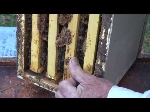 Michael Palmer - Inspecting a Hive