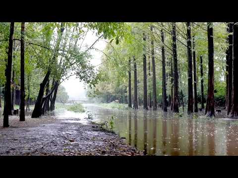Scenery of a Small Stream with Rain - Rain Sounds for Sleep and Relaxation, Overcome Insomnia