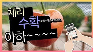 체리 수확시기&방법