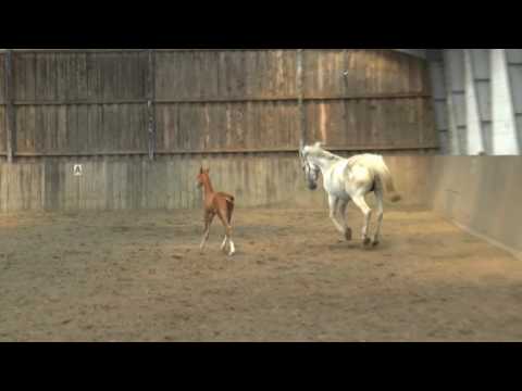 Cascadello 1 Askari Fohlen 3,5 Wochen 2016