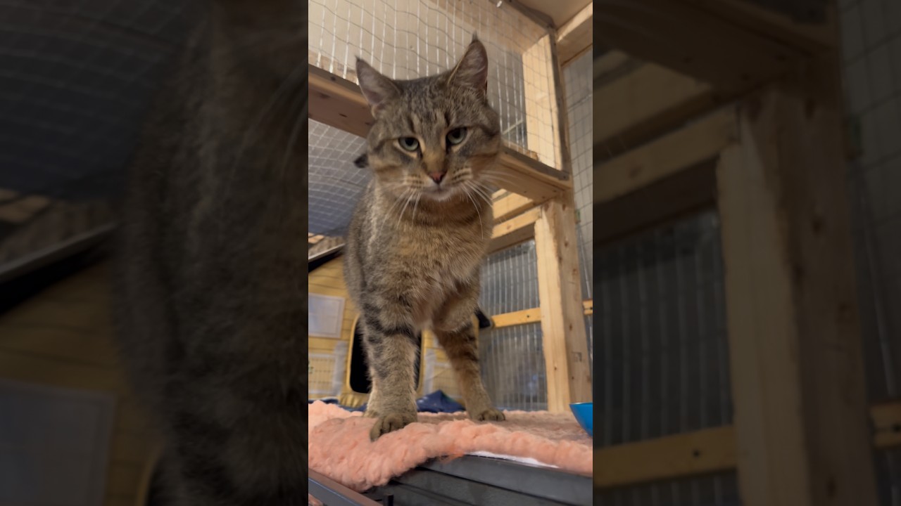 Enlarge Myron, a Adoptable Domestic Short Hair in Belding, MI video 3/3