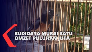 Download lagu Mahasiswa Budidaya Murai Batu dengan Omzet Puluhan Juta, Biaya Kuliah Bayar Sendiri mp3