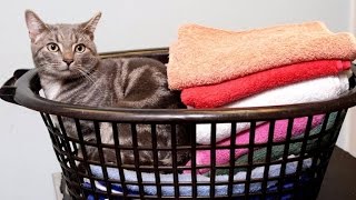Cat Survives Being Stuck Inside Spinning Washing Machine
