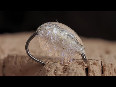 FISH Can’t resist THIS Fresh Water Shrimp