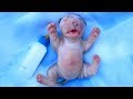 💗 Aww 🐶 The World's Cutest Newborn Puppies ★ Funny Babies And Pets