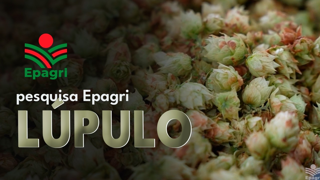 Pesquisa da Epagri com a cultura do lúpulo