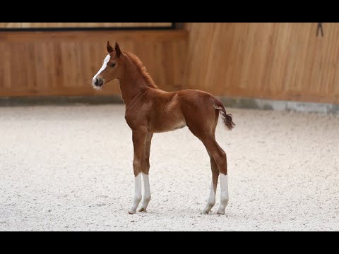 Hengstfohlen v. Follow Him's Schönweide - Bonds