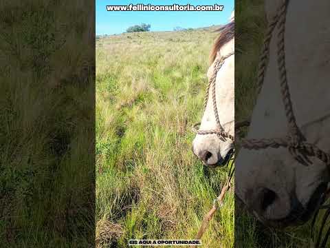 464 HECTARES PARA ARRENDAMENTO DE PECUÁRIA,  LAVRAS DO SUL