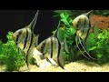 Centerpiece Fish For 75 Gallon Freshwater Aquarium