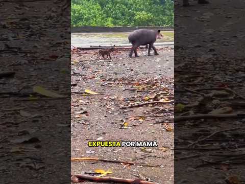 🌊🐾 Nació hace 48 horas, ya mamá la hizo cruzar un río con caimanes...#nature #animals #wildlife
