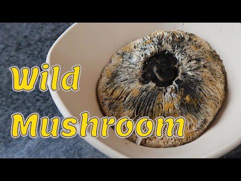 Glazing with Mushrooms - Experimental
