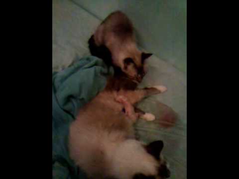 a mãe faz o parto da própria filha