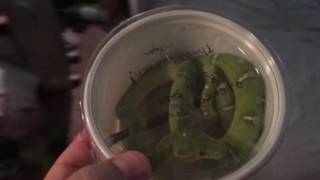 Emerald tree boa unboxing Part 1