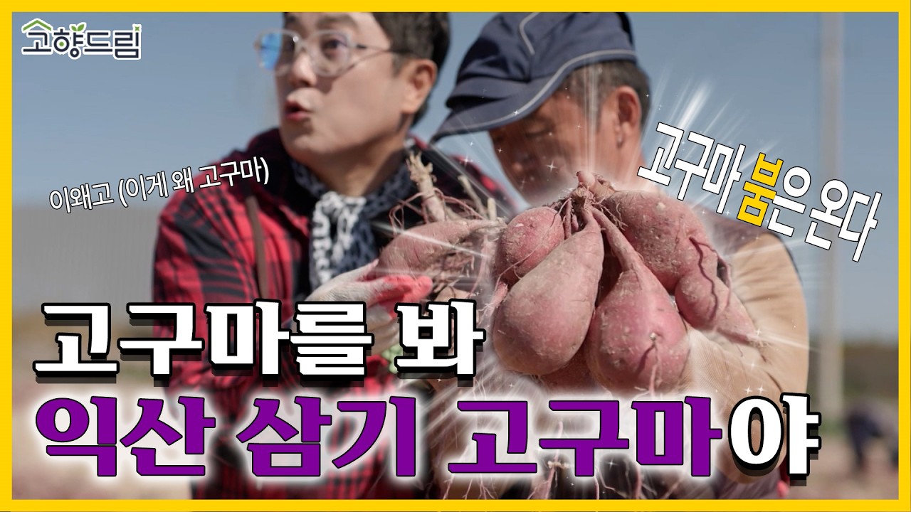 [1화 익산편] 🍠고구마가 말아주는 익산 | 고향드림