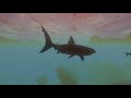 Feed And Grow Fish Teaser 21
