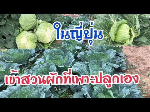 ขยายขนาดหน้าอกและลดสะโพก Xxx หัวนมขนาดเล็ก