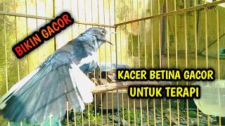 Download lagu KACER BETINA GACOR UNTUK TERAPI KACER JANTAN AGAR GACOR !! PANCINGAN KACER GACOR PASTI NYAUT AMPUH. mp3 Download lagu KACER BETINA GACOR UNTUK TERAPI KACER JANTAN AGAR GACOR !! PANCINGAN KACER GACOR PASTI NYAUT AMPUH. mp3