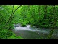 Fantastic Birds Chirping In The Green Forest Beautiful River Sound ASMR