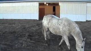 preview picture of video '7 Healing Horses - Happy Horses.flv'