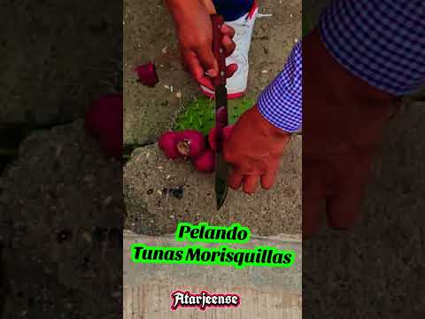 Aqui Pelando Tunas Morisquillas Durazno Atarjea Gto