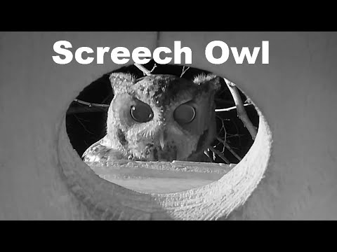 Screech Owl Checks Out a Nest Box Used By Squirrels. Dallas Texas Jan 15, 2023