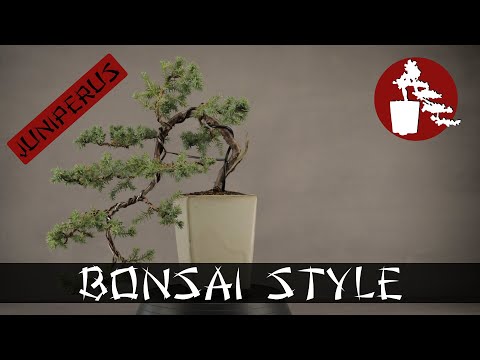 Flug durch den Baum | Gemeiner Wacholder (Juniperus) | #002 Bonsai Style