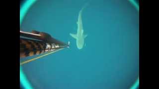 preview picture of video 'Plongeur contre requin'