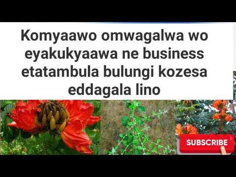 Komyaawo omwagalwa wo eyabula oba eyakukyaawa ne business etatambula bulungi kozesa eddagala lino