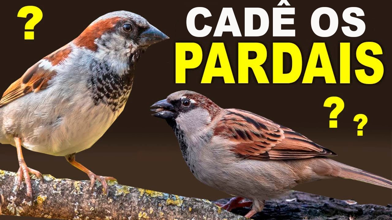 PARDAL está sumindo rapidamente! Esse é o motivo que.....    DOCUMENTÁRIO de ANIMAIS e  NATUREZA